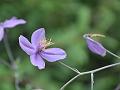 Purple Meadow Rue